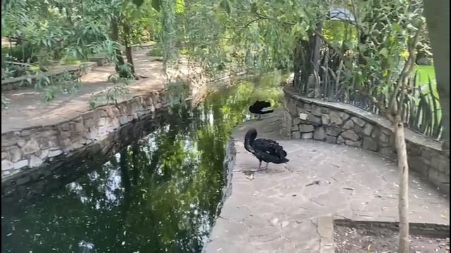 летний влог🌿