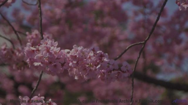 Трек, который вы включите, когда впервые увидите океан вместе - Three Long Afternoons -- Ayla Nereo