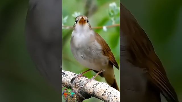 VID_20250615_175421_679.mp4