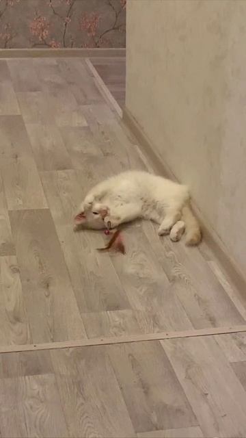 Кот Кокос🥥
 Мне этот мир абсолютно понятен...