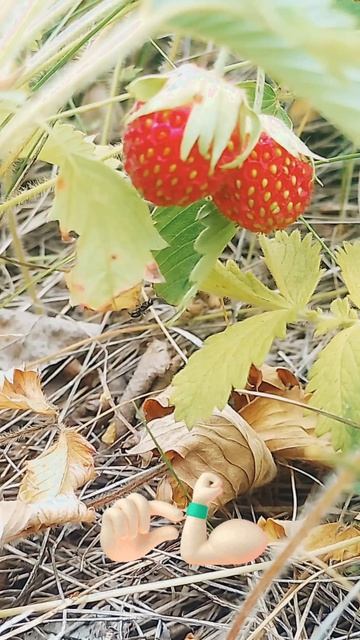красное поле