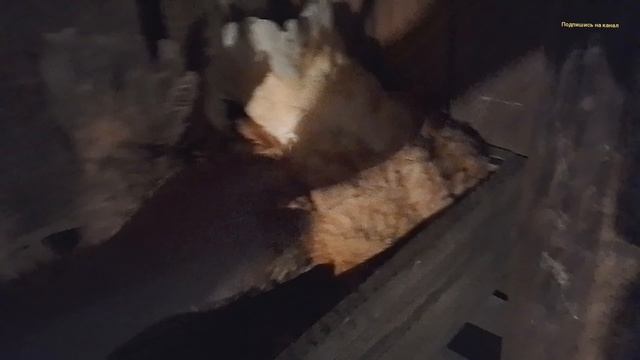 Что Нужно Сделат  Курицей чтобы не Парила яйца.