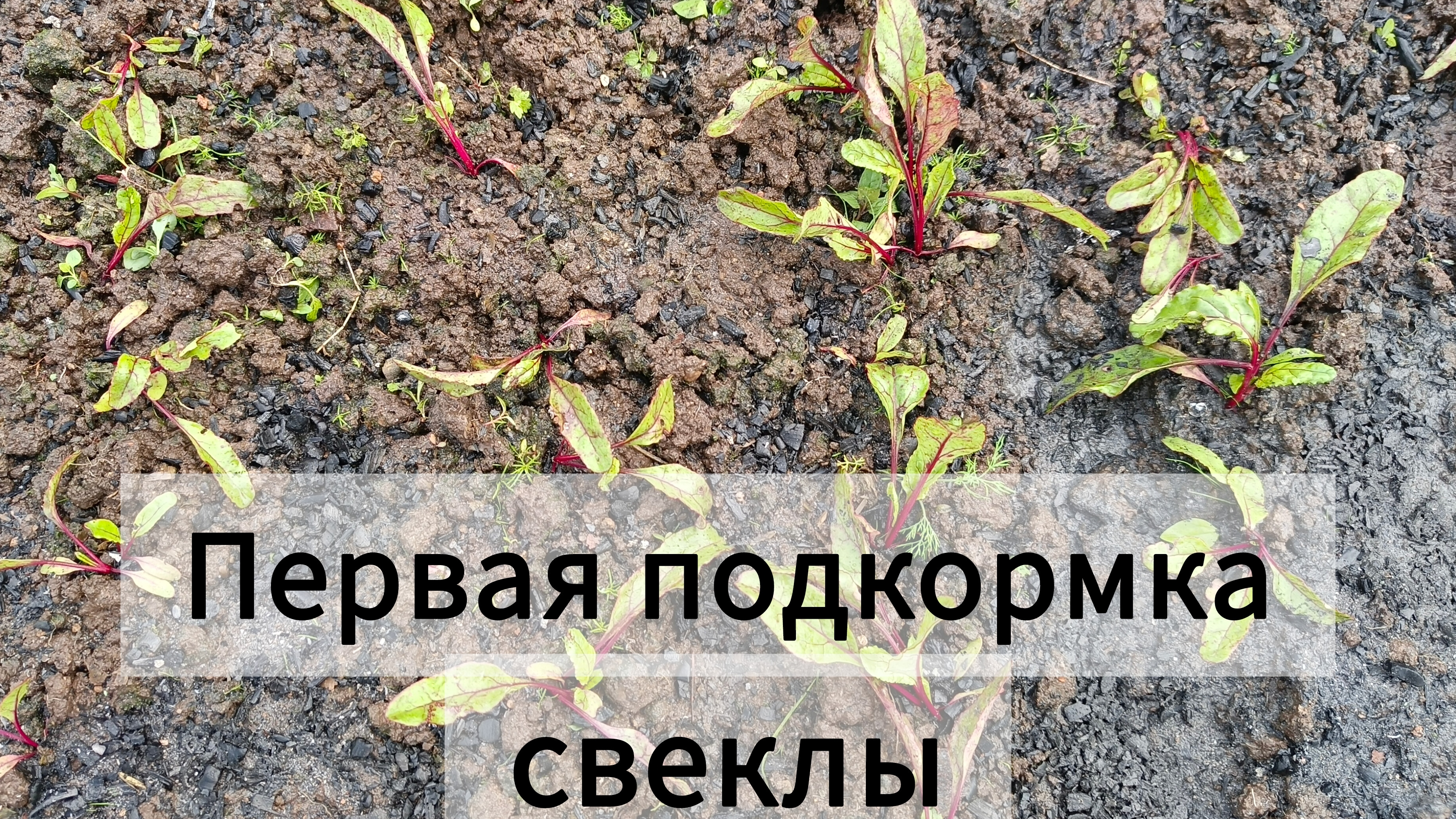 Первая подкормка свеклы. Посеяла месяц назад