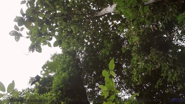 Ветер, звёзды и мелодия, которая сводит с ума... - Primavera en la Guerra del Sonido -- Silva de Ale