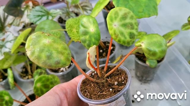 КОМНАТНЫЕ РАСТЕНИЯ(ЦВЕТЫ).ПРОДАЖА ИЗЛИШЕК,КОМНАТНЫХ РАСТЕНИЙ,ПОЧТОЙ.