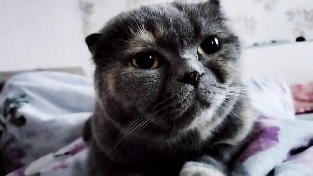 Доброе утро#кошки