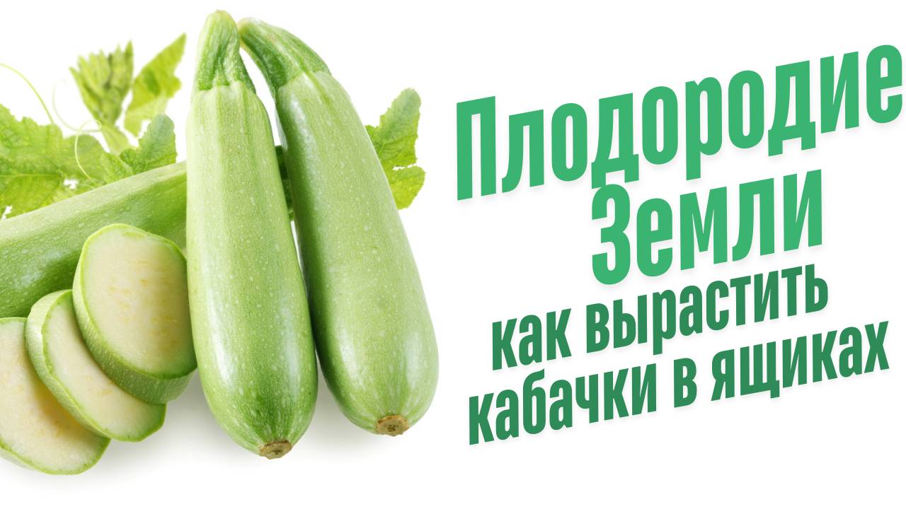 Кабачки в ящиках.