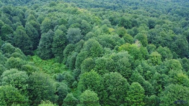 Музыка, способная влюбить в природу мгновенно - Depicted In The Beauty -- Derek Clegg -- Faces (re-r