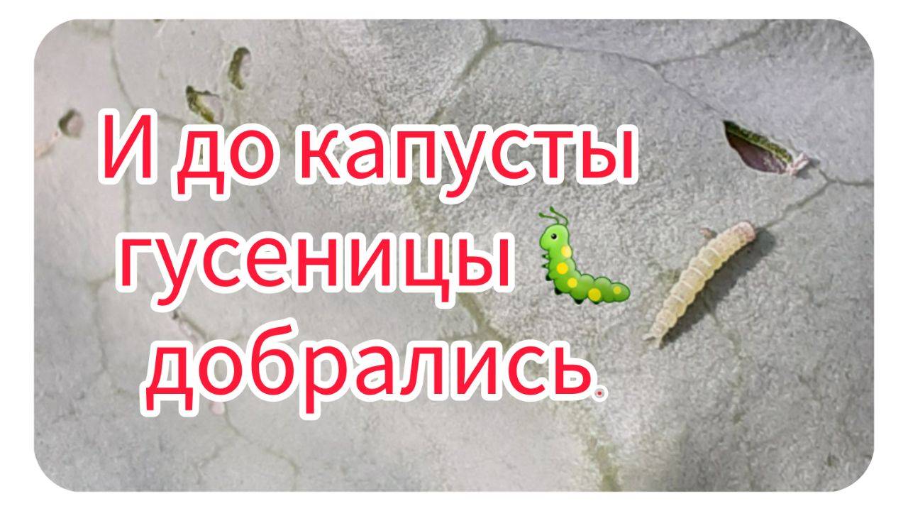 И до капусты гусеницы добрались