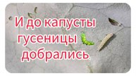 И до капусты гусеницы добрались