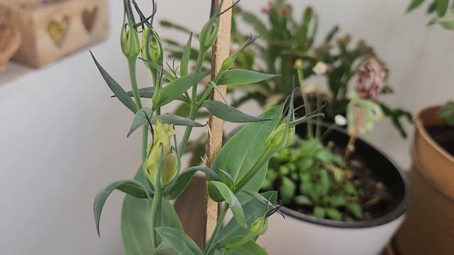 Что нового у нас на открытом балконе?