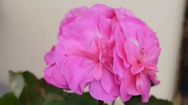 Зацветают Калина и Ю Цветок Лотоса