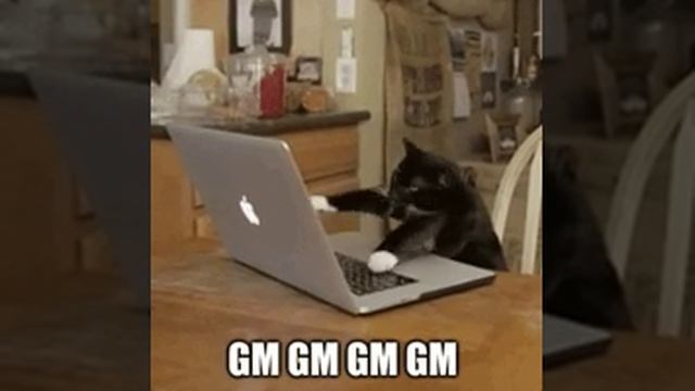 СМЕШНОЙ КОТ
