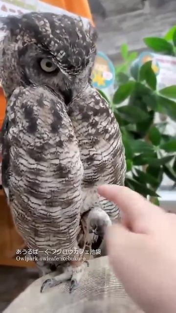 Как нужно играть с совёнком