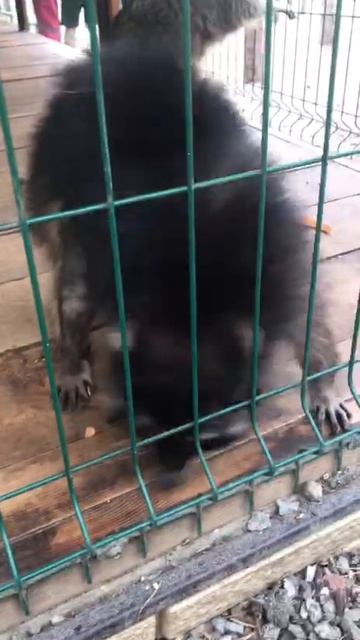 Енот танцует