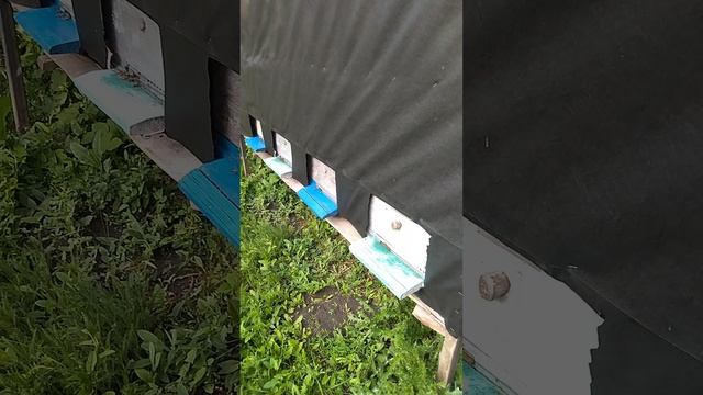Сбросить клеща