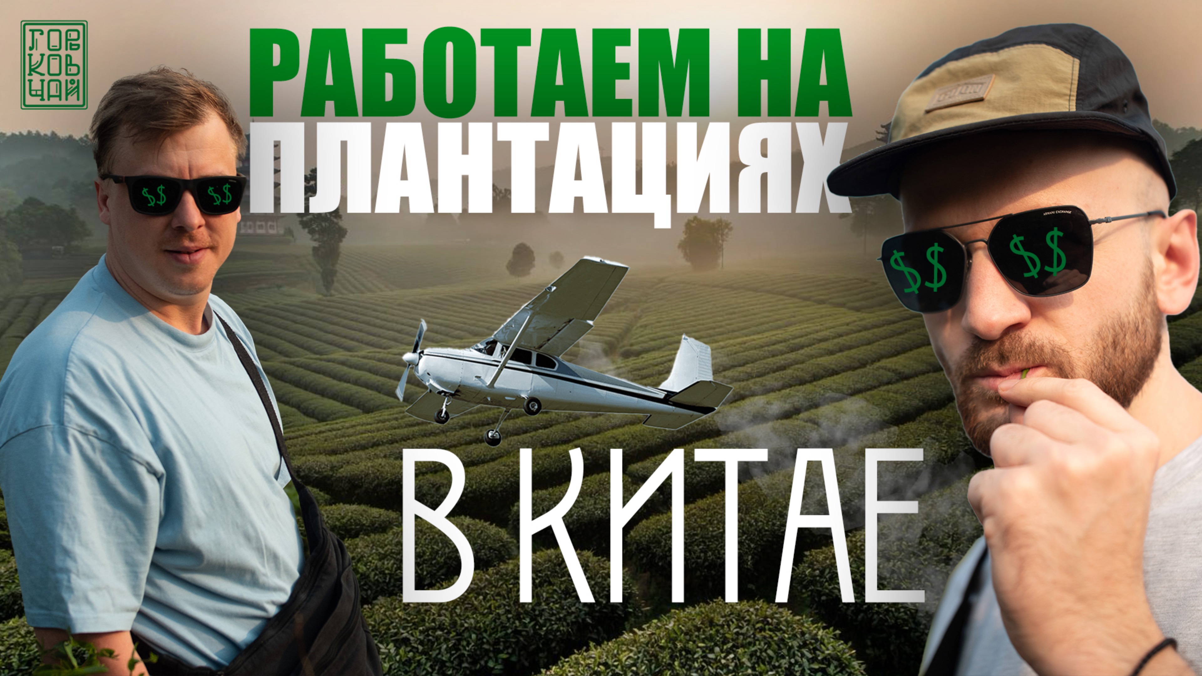 Как собирают чай в Китае