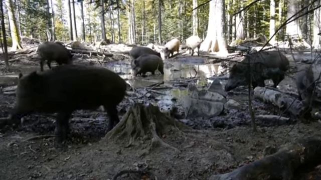 Видео кабаны