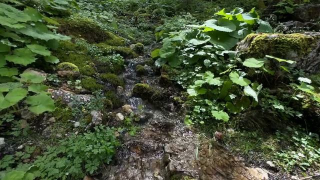 Божественная тишина и покой для сердца и разума  Звук горного ручья. Библия.