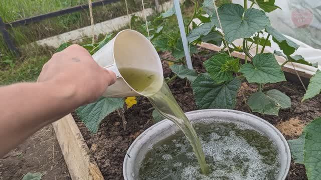 Чем подкормить огурцы в июне для старта мощного плодоношения.