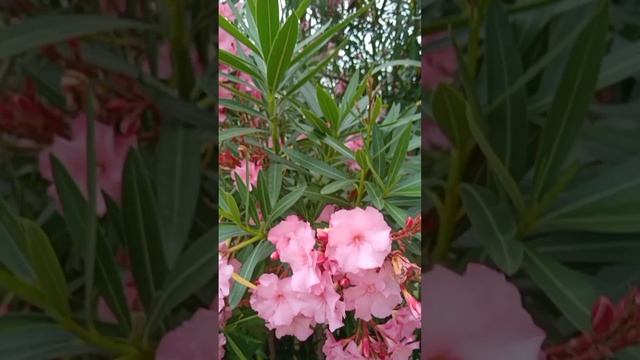 УЛЫБАЙСЯ И ПОЙ