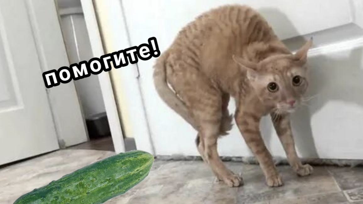 смешные видеоролики с котами и собаками смотреть бесплатно смешно 2025 Funny videos