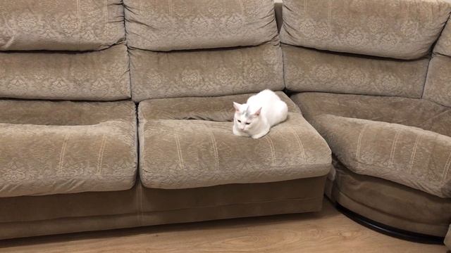 Наш кот как одуванчик.