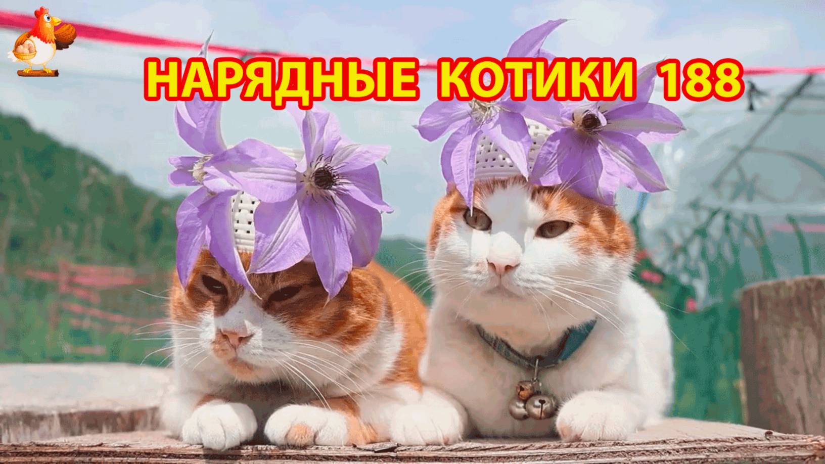 Нарядные Котики расслабляются на солнышке 🌞 🐈🐈🐈 (188)