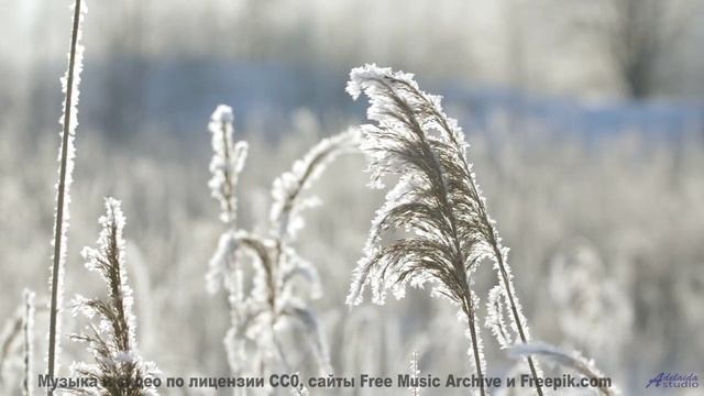 Звуки, создающие голограммы - будущее уже здесь! - Pajaros (XLIX) -- opo -- Estudios Indigeniformes