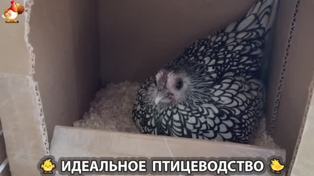 Идеальное птицеводство достойно восхищения 🐓🦆🦢🦚🦃🐔 эпизод (247)