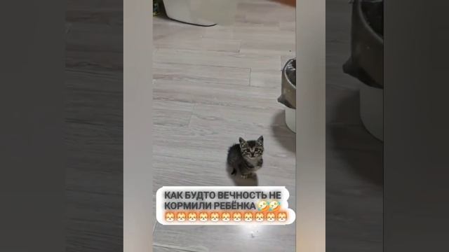веселые котики 9-15 июня часть 3