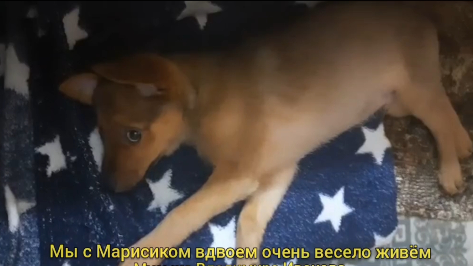 МЫ С МАРИСОМ ВДВОЕМ ОЧЕНЬ ВЕСЕЛО ЖИВЁМ ... 🐶