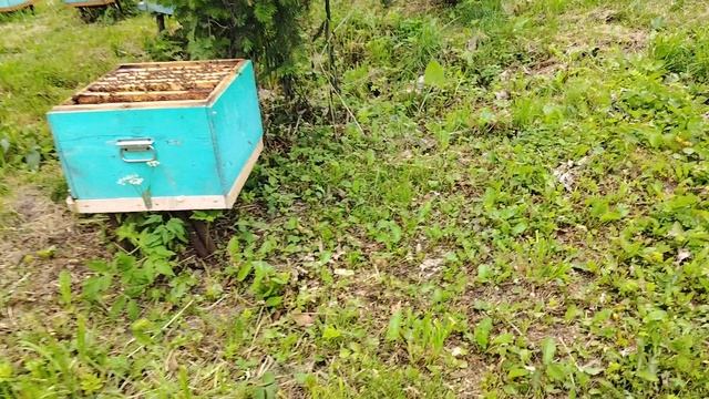 Пасека на Алтае. День 3.В ожидание медосбора.