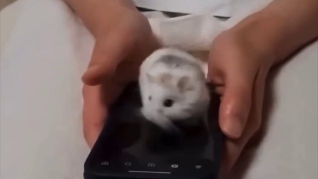 Профессиональный свайпер⛔️🐹🤣