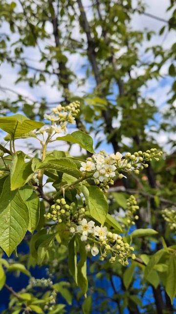 Что растёт в Якутии🌿