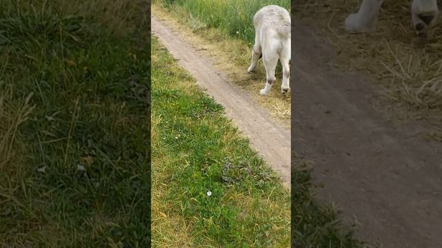 Знакомство с Шаманом
