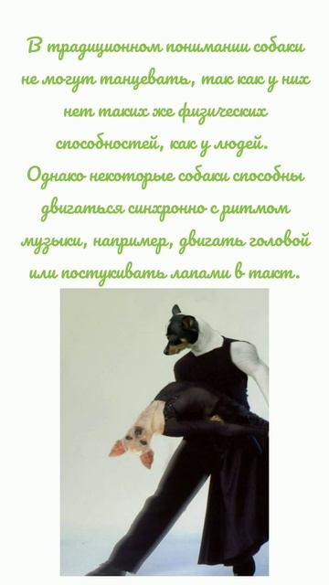 Могут ли собаки танцевать