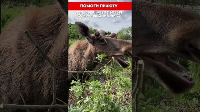Рубим ветки для лосей