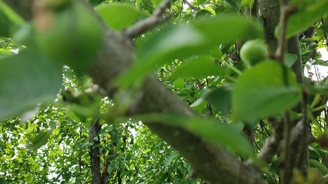 🍐🍐🍐