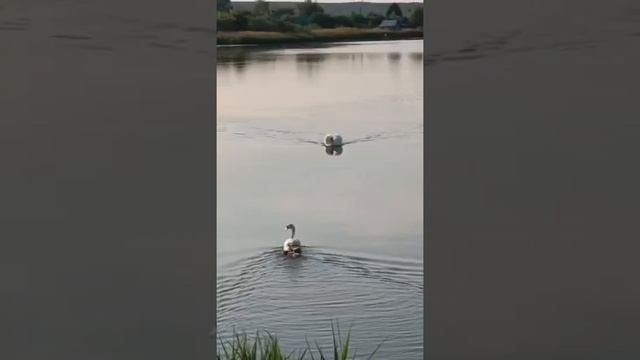 Вот такая любовь!!!