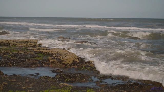 Почему рыбы в аквариуме сходят с ума от этой мелодии - Я боюсь утечки глаза (Людмила Гурченко cover)