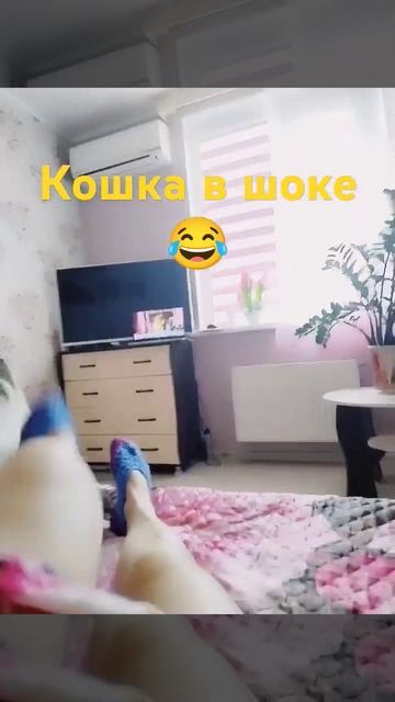 Зарядка лёжа в 65/ кошка в шоке #жизньпослеобзор