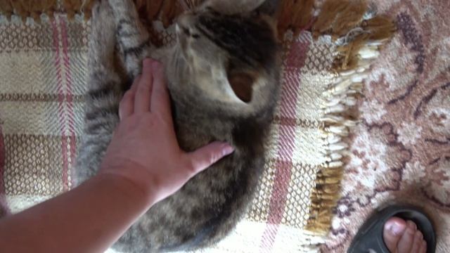 Сержик на посту (врач приехала) 15 06 2025 17: 04: 20