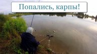 Попались, карпы!