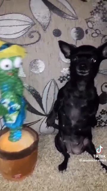 VID-20250609-WA0005.mp4
