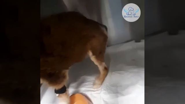 Верочка завершила лечение в ветклинике и выписалась в наш приют.