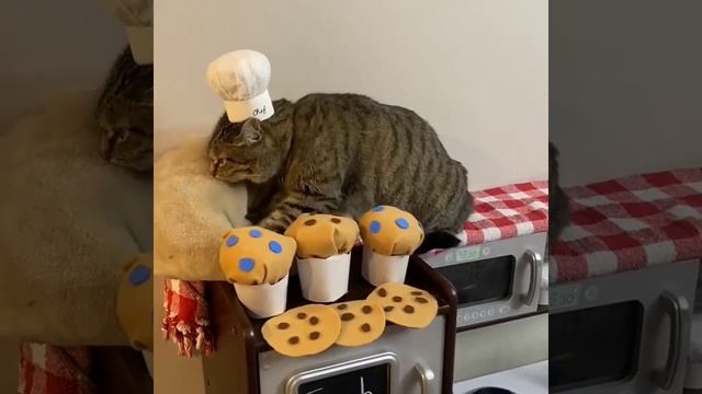 Коты шеф-повара
