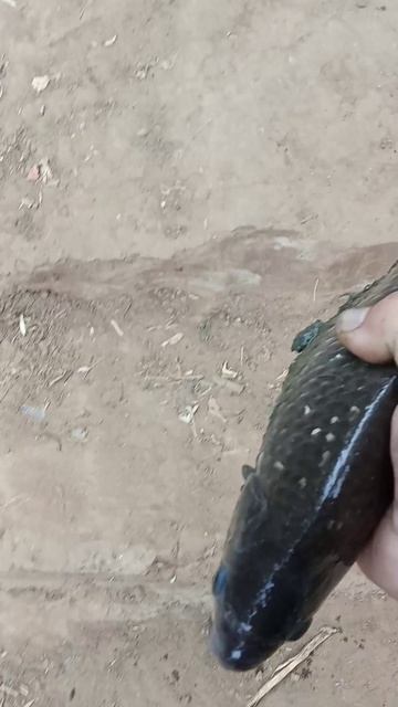 Первый карась на ШУМе.