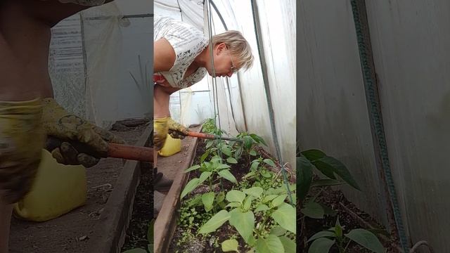 Уход за перцами.