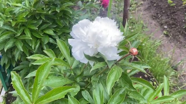 Пионы цветут 15-06-2025